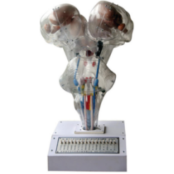 Brain, brain level cut, brain nerve core stereoscopic relationship electric model